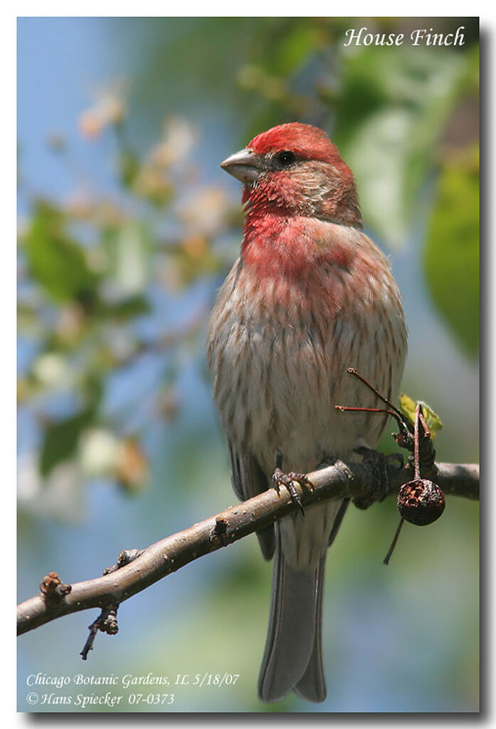 House Finch male adult