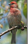 House Finch