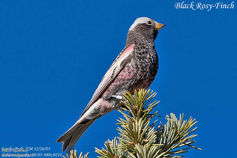 Black Rosy Finch