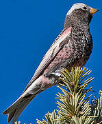 Black Rosy Finch