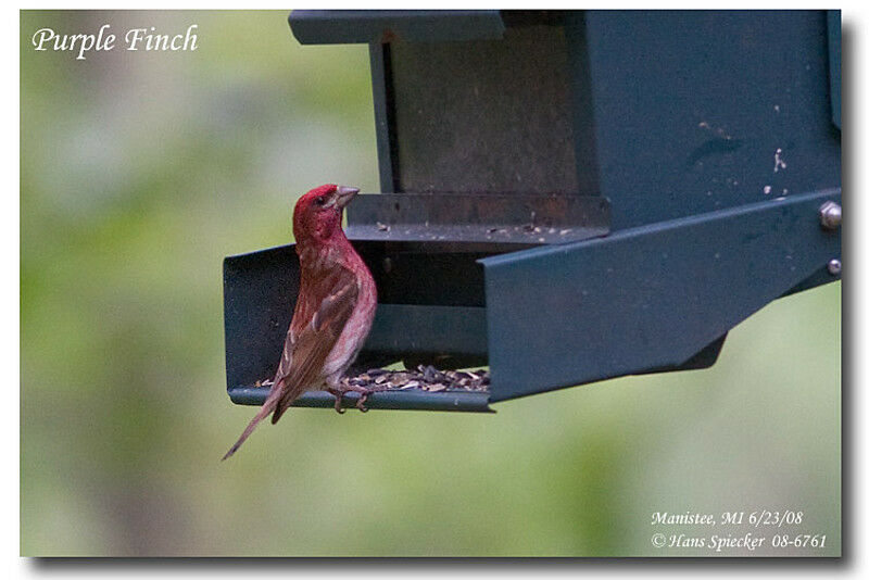 Purple Finch male adult