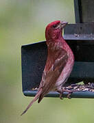 Purple Finch