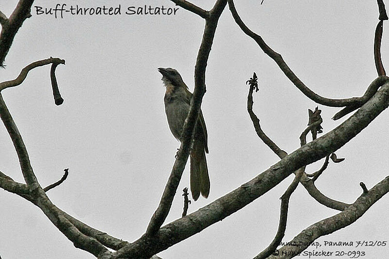 Buff-throated Saltator