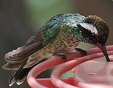 White-eared Hummingbird