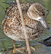 Blue-winged Teal