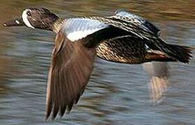 Blue-winged Teal