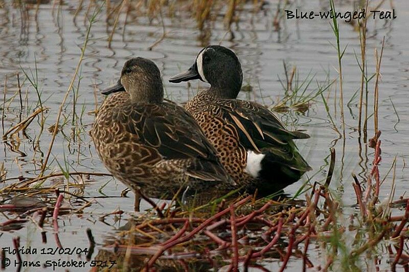 Blue-winged Teal