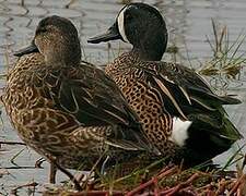 Blue-winged Teal