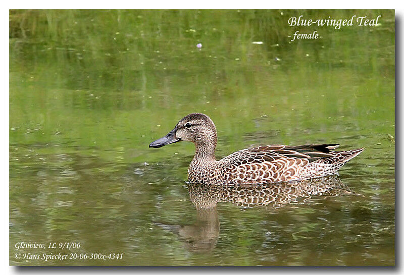 Sarcelle à ailes bleues femelle adulte