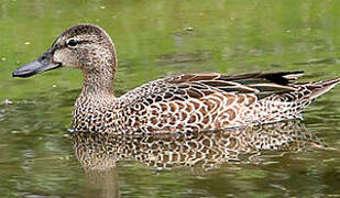 Blue-winged Teal