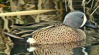 Blue-winged Teal