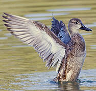 Blue-winged Teal