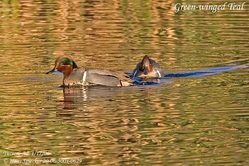 Green-winged Teal