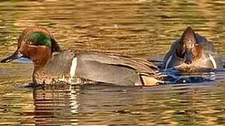 Green-winged Teal