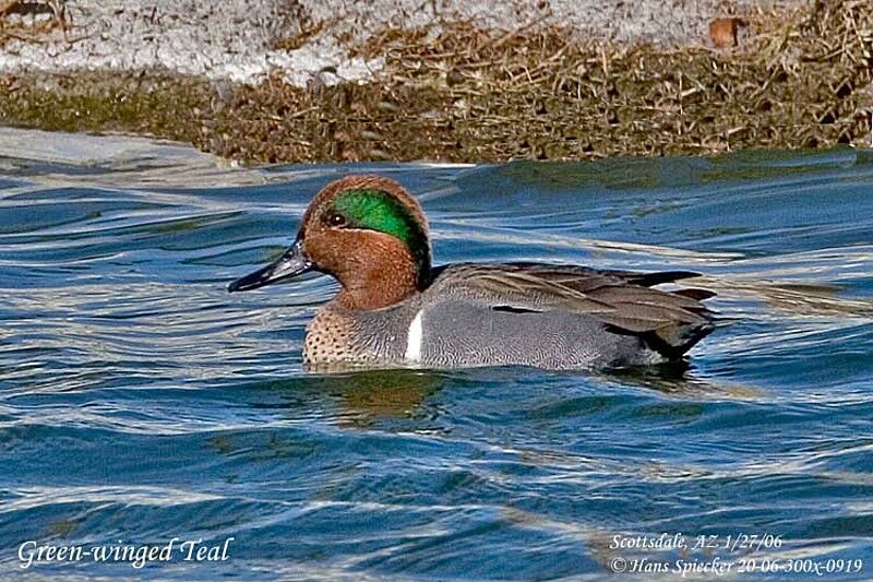 Green-winged Teal