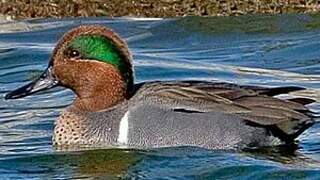 Green-winged Teal