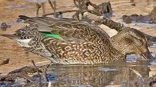 Green-winged Teal