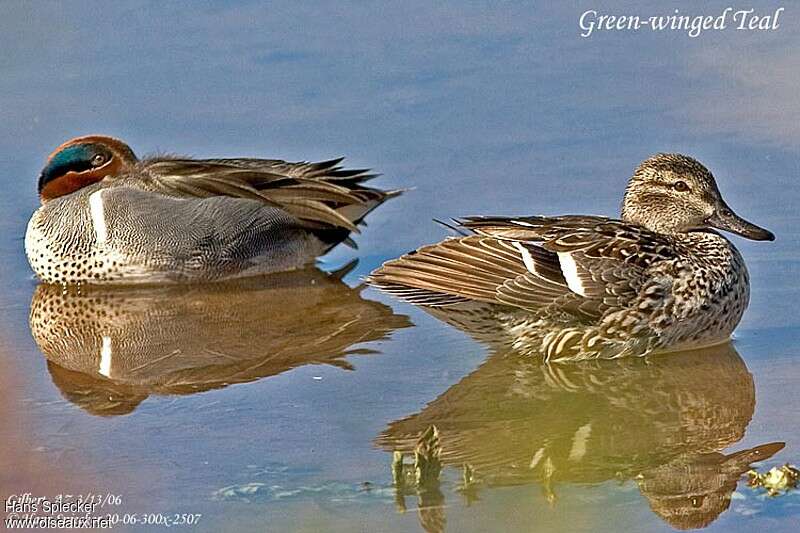 Green-winged Teal female adult, identification