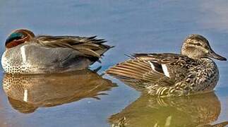 Green-winged Teal