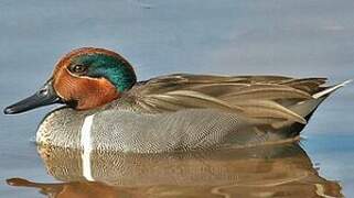 Green-winged Teal