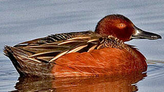 Cinnamon Teal