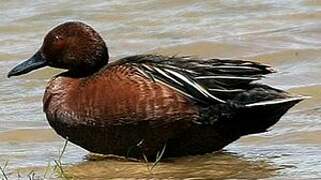 Cinnamon Teal