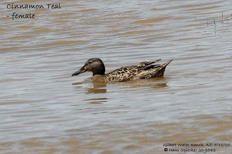 Cinnamon Teal