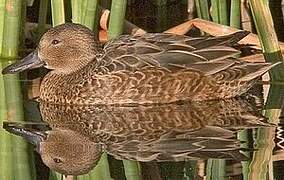 Cinnamon Teal