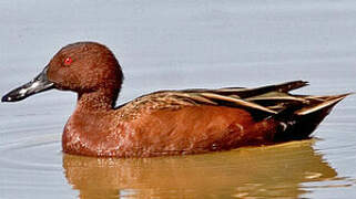 Cinnamon Teal