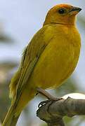 Saffron Finch