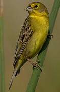 Grassland Yellow Finch