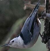 White-breasted Nuthatch