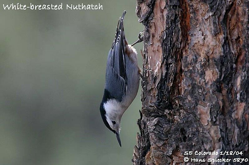 White-breasted Nuthatch