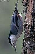 White-breasted Nuthatch