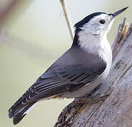 White-breasted Nuthatch