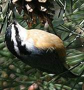 Red-breasted Nuthatch