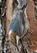 Brown-headed Nuthatch