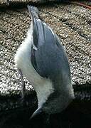 Pygmy Nuthatch