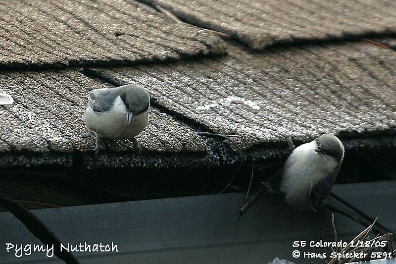 Pygmy Nuthatch