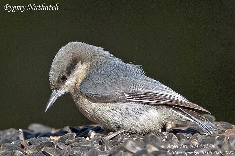 Pygmy Nuthatch