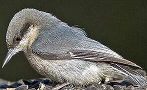 Pygmy Nuthatch