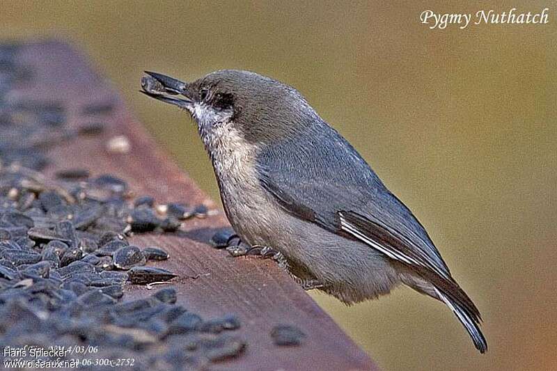 Pygmy Nuthatchadult