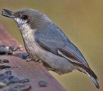 Pygmy Nuthatch