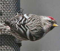 Common Redpoll