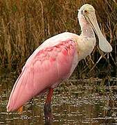 Roseate Spoonbill