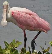 Roseate Spoonbill