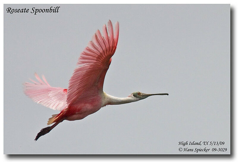 Roseate Spoonbilladult, identification