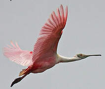 Roseate Spoonbill