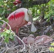 Roseate Spoonbill