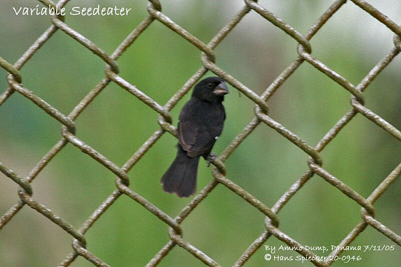 Variable Seedeater